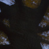 Louise Dudis, Tree 17, 2009